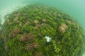 Jellyfish in a lake - Kakaban Island  Indonesia