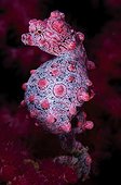 Pregnant pygmy seahorse - Komodo Indonesia 