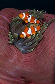 Poisson-clown sur Anémone de mer - Komodo Indonésie