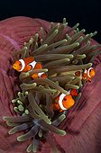 False clownfish in magnificent anemone - Komodo Indonesia 