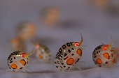 Ladybug amphipod - Komodo Indonesia  ; undescribed species