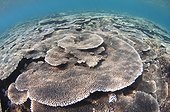Shallow Hard Coral Garden - Komodo  Indonesia