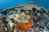 False clownfish in magnificent anemone - Komodo Indonesia