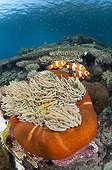 False clownfish in magnificent anemone - Komodo Indonesia