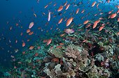 Damselfish and Anthias on reef - Komodo Indonesia