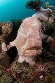Giant frogfish portrait on reef - Komodo Indonesia