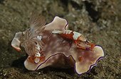 Emperor shrimps on a Nudibranch on reef - Komodo Indonesia