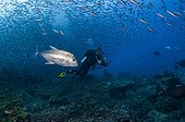 Diver Schooling Fusiliers and Trevally - Komodo Indonesia ; Hard to Find Rock or Castle Rock