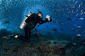 Diver Schooling Fusiliers and Trevally - Komodo Indonesia ; Hard to Find Rock or Castle Rock