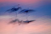 Flamingos displaying at dawn in the swamp - France