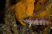 Painted Frogfish eating a sandperch-Lembeh Strait  Indonesia
