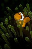 False clown anemonefish - Lembeh Strait  Indonesia