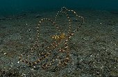 Wonderpus octopus on the sand - Lembeh Strait  Indonesia