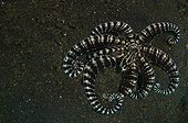 Mimic octopus on the sand - Lembeh Strait  Indonesia