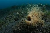 Hairy Striated Frogfish - Lembeh Strait Indonesia