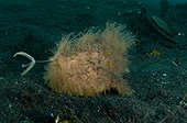 Hairy Striated Frogfish - Lembeh Strait  Indonesia