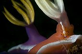 Emperor Shrimp on Nudibranch - Lembeh Strait  Indonesia