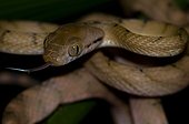 Brown tree snake - Lembeh Strait  Manado  Indonesia