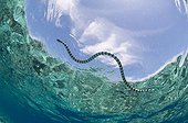 Banded sea snake surfacing for air - Bunaken NP Indonesia