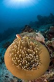 Magnificent anemone with Pink anemone fish-Bunaken Indonesia ; Anemone in feeding position