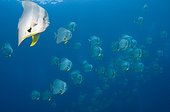Schooling longfin batfish - Raja Ampat  Indonesia