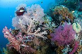 Soft corals on a tropical reef - Raja Ampat  Indonesia