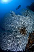 Seafan and diver silhouette - Raja Ampat  Indonesia