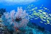 Gorgonian Seafan and Bigeye Snappers - Raja Ampat  Indonesia