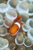 Spinecheek anemonefish - Raja Ampat  Indonesia