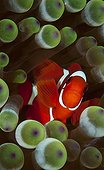 Spinecheek anemonefish - Raja Ampat  Indonesia