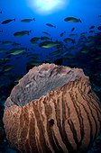 Giant barrel sponge and Unicornfish - Raja Ampat  Indonesia