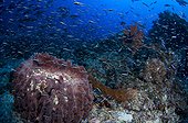 Giant barrel sponge and Convict blennie-Raja Ampat Indonesia