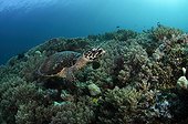 Hawksbill Turtle and Soft Coral - Raja Ampat  Indonesia