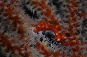 Denise pygmy seahorse in a seafan - Raja Ampat  Indonesia