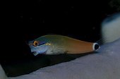 Spot tail combtooth blenny - Raja Ampat  Indonesia