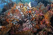 Lionfish and Soft Corals - Raja Ampat  Indonesia