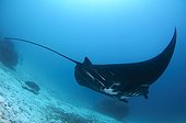 Black Manta Ray - Dampier Strait Raja Ampat  Indonesia