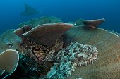 Tassled wobbegong shark and Manta Ray-Raja Ampat Indonesia