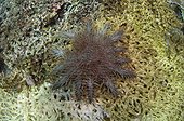 Crown of thorns starfish on Coral - Raja Ampat Indonesia ; slowly devours a large table coral