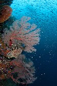 Soft Corals and Reef Fish - Raja Ampat Indonesia
