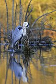 Grey Heron on a stump at Alder lakeside -France 