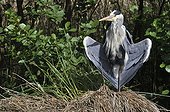 Grey Heron warming on a tuft of sedge - France