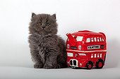 Half  blue Persian kitten and English bus teapot 'teatime' ; Age: 6 weeks
