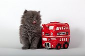 Half  blue Persian kitten and English bus teapot 'teatime' ; Age: 6 weeks