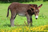 Young common colt in a field of buttercups - France 