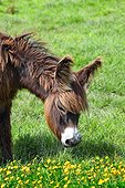 Young long haired common colt in a field of buttercups