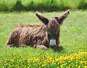 Young long haired common colt in a field of buttercups