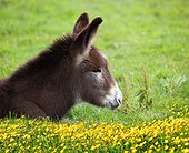 Portrait of young common colt in a field of buttercups