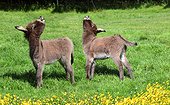 Young common colts in a field of buttercups