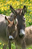Donkey and her colt in a field of buttercups 